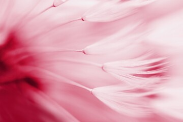 Abstract dandelion flower in trendy color -  viva magenta, color of the year 2023