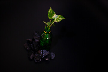 Planting plants in glass bottles. Small decoration plants in a glass bottle, garden terrarium...