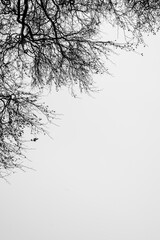 Fototapeta na wymiar Bare tree branches in winter