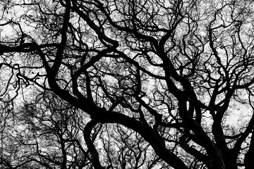 Bare tree branches in winter