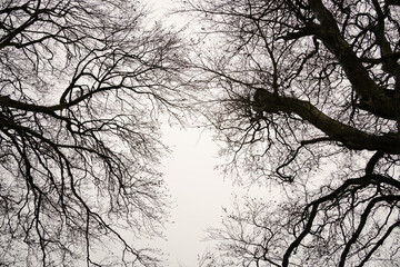Bare tree branches in winter