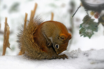 A Red Squirrel feeds on birdseed in our yard after a snowstorm in Windsor in Upstate NY.
