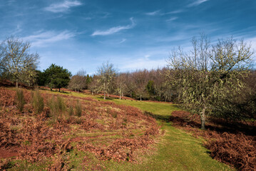 Green Forest panorama with green trees and grass on field. 
