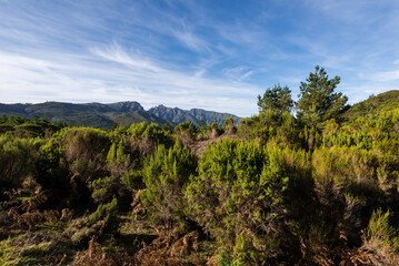 Green Forest panorama with green trees and grass on field. 