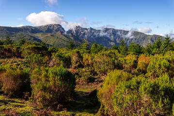 Green Forest panorama with green trees and grass on field. 