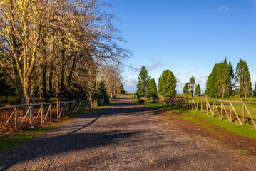 Green Forest panorama with green trees and grass on field. 