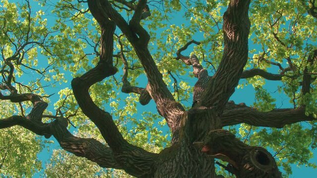 Ancient Oak Tree in the Evening Rays. A huge branchy old oak tree is covered with young spring foliage and lit by the soft evening sun. Bright foliage flutters against an azure sky