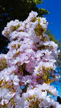 Pink Flower Blossom Of Japanese Sakura - Prunus Serrulata Amanogawa