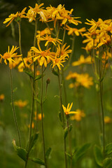 Arnika, Arnica montana, Bergwohlverleih, Echte Arnika