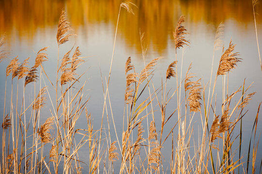 Dry branches of reeds against the setting sun. Branch of reeds near water lake, nature background, Brown reed.
