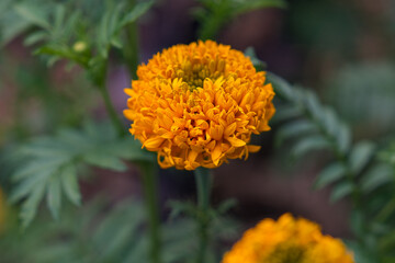 Orange marigolds on nature background