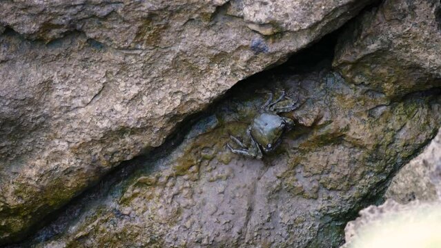 Marbled rock crab (Pachygrapsus marmoratus), a common species of crab in the Mediterranean resting on the rocks