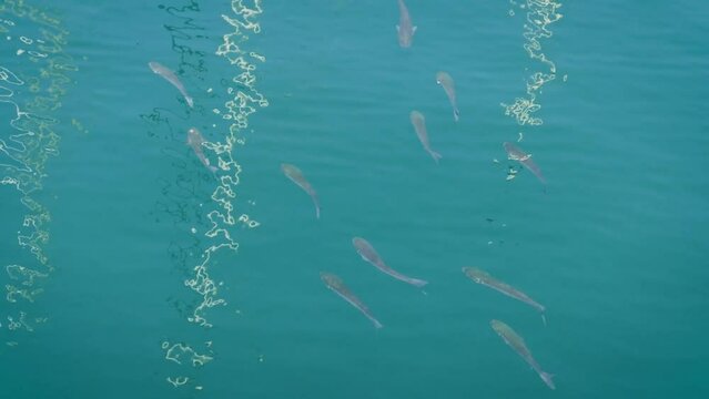 A shoal of golden grey mullet (Chelon aurata) swimming under the waves