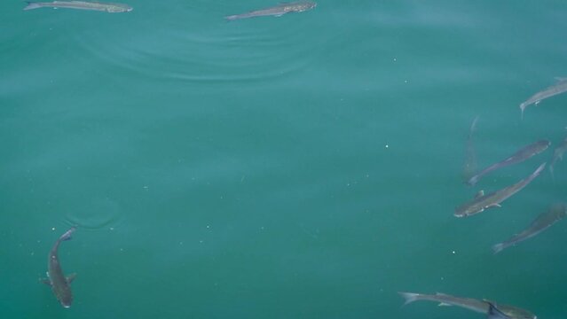A shoal of golden grey mullet (Chelon aurata) feeding near the surface