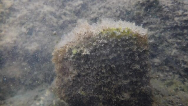 Noble pen shell (Pinna nobilis), a species of Mediterranean clam underwater