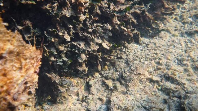 Painted comber (Serranus scriba) hiding under the rocks in the Adriatic Sea