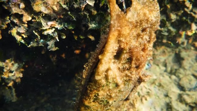Noble pen shell (Pinna nobilis), a species of Mediterranean clam underwater