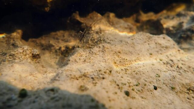Common prawn (Palaemon serratus) underwater near the Adriatic coast