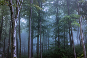 Obraz premium der deutsche Wald 