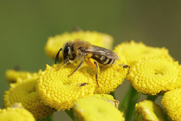 Closeup on a Davies' Cellophan bee, Colletes daviesanus , sitting on a yellow Tansy, Tanacetum vulgare, flower in the garden