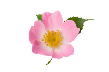 Rosehip flower with leaf on white background isolated