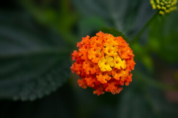Lantana camara orange flowers, Colorful orange and yellow flowers. High quality photo