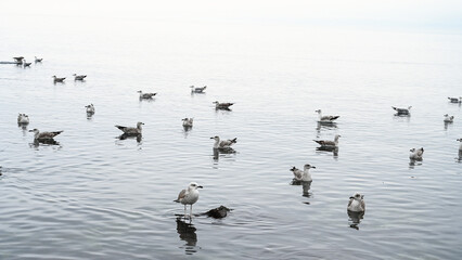A flock of seagulls on the sea. Seagull bird.