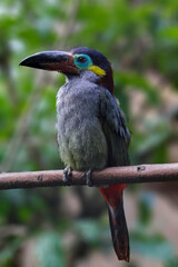 A male Guyana Toucanet. Selenidara Piperivora perched on a tree branch. High quality photo