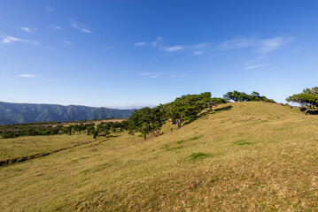 Obraz premium Green Forest panorama with green trees and grass on field. 