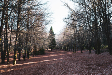Green Forest panorama with green trees and grass on field. 