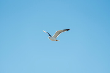 Fototapeta na wymiar Different seagulls flying over the port sky