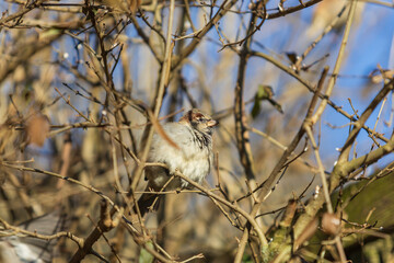 A small sparrow sits on a twig in a bush.
