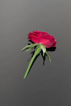 Red rose on dark background. Valentine's day gift