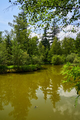 Fototapeta na wymiar Der Birkensee auf dem Schwanberg im Naturpark Steigerwald, Landkreis Kitzingen, Unterfranken, Bayern, Deutschland