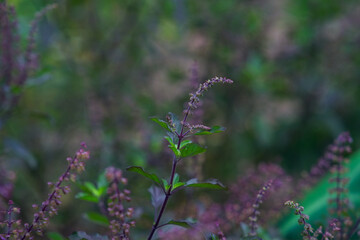 Fototapeta premium Shoots and flowers of black basil, non-toxic