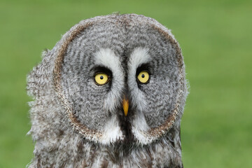 A portrait of a Great Grey Owl against a green background
