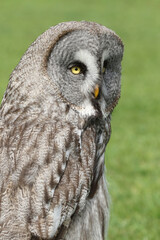 A portrait of a Great Grey Owl against a green background
