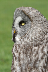 A portrait of a Great Grey Owl against a green background
