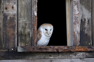 A portrait of a Barn Owl in the window of an old barn
