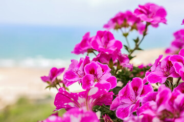 Fototapeta premium Beautiful pink flowers on balcony, closeup