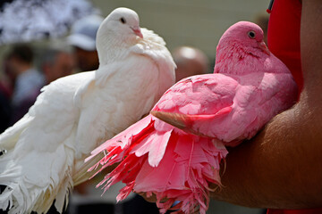 różowy i biały gołąb, para gołebi, pink and wite doves, Valentine's Day - obrazy, fototapety, plakaty
