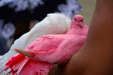 różowy i biały gołąb, para gołebi, pink and wite doves, 

