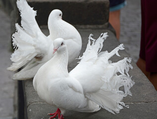 biały gołąb ozdobny, Columba, para gołebi, wite doves, Valentine's Day - obrazy, fototapety, plakaty