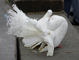 biały gołąb ozdobny, Columba, para białych gołebi ozdobnych, całująca sie para gołebi, wite doves couple doves kissing, Valentine's Day