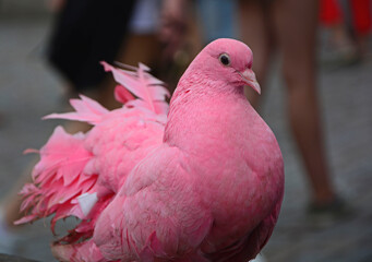  różowy gołąb ozdobny, pink doves, Columba