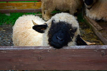 czarno-biała owieczka na farmie, a small black and white sheep  - obrazy, fototapety, plakaty