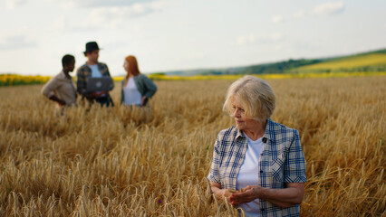 In the middle of wheat field good looking old woman farmer analysing the harvest of wheat other young farmers on the background multiracial people looking around and analysing as well