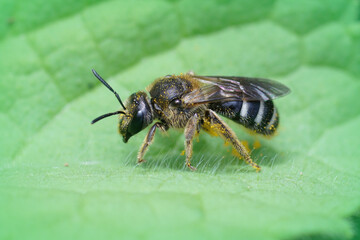 Detailed closeup of female furrow banded sweat bee, Lasioglossum zonulum , on a green leaf