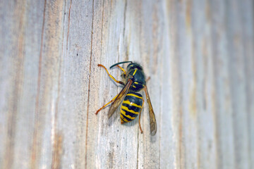 A closeup of a Saxon wasp Dolichovespula saxonica sitting on a weathered wooden board.