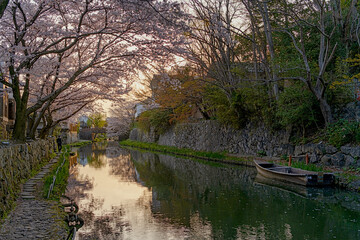 近江八幡 夕暮れの八幡堀の春景色